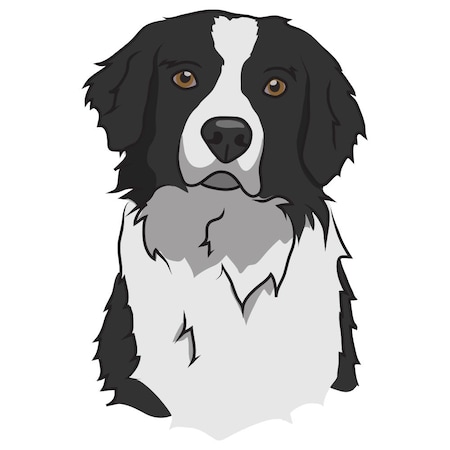 Signmission Borador Dog Decal, Dog Lover Decor Vinyl Sticker D-12-Borador